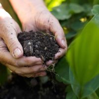 Closeup image of old woman with handful of soil in garden