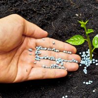 a hand giving fertilizer to a young plant